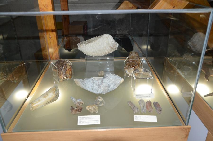 Paleontologická expozícia
