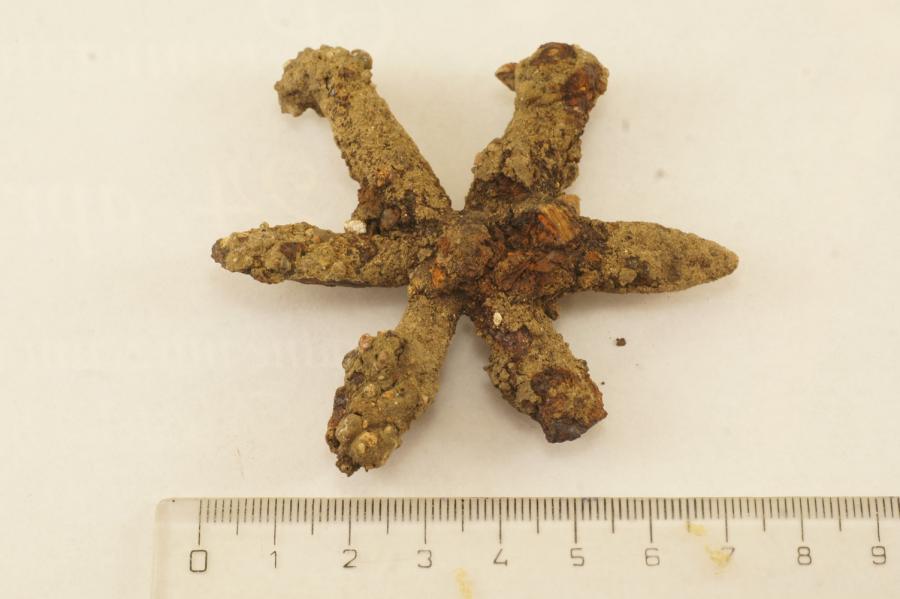 Hviezdica z ostrohy, 16. – 17. stor. Fotogaléria